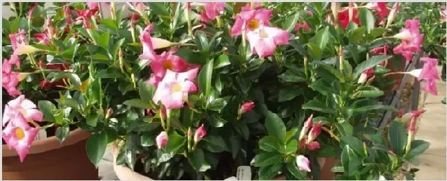 红蝉花不开花什么原因 | 农广天地