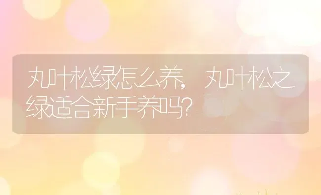 丸叶松绿怎么养,丸叶松之绿适合新手养吗？ | 养殖科普