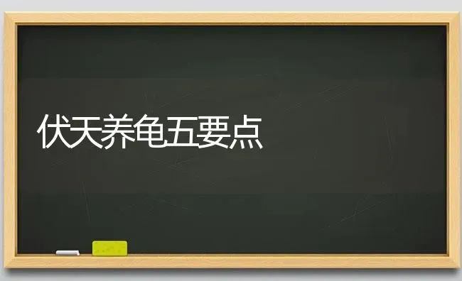 伏天养龟五要点 | 养殖技术大全