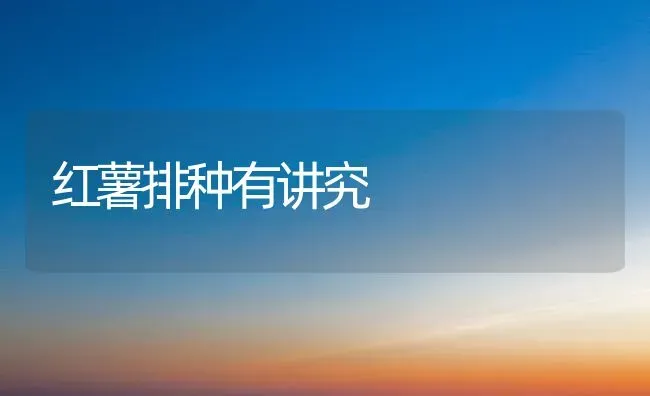 红薯排种有讲究 | 养殖技术大全