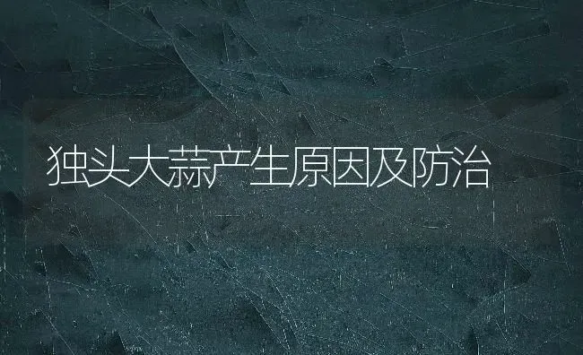 独头大蒜产生原因及防治 | 养殖技术大全