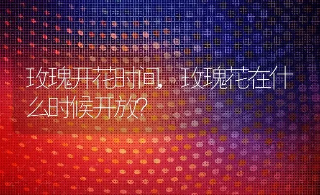 玫瑰开花时间,玫瑰花在什么时候开放？ | 养殖科普