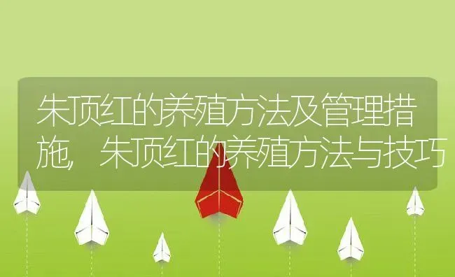 朱顶红的养殖方法及管理措施,朱顶红的养殖方法与技巧 | 养殖学堂