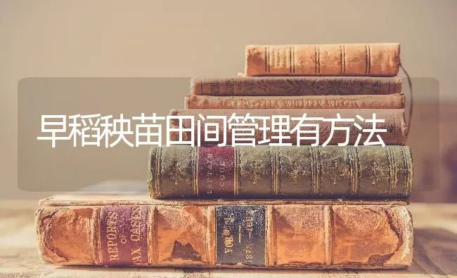 早稻秧苗田间管理有方法 | 养殖技术大全