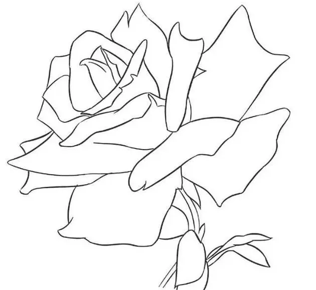 玫瑰花怎么画?,玫瑰花画法步骤图国画？