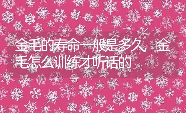 金毛的寿命一般是多久,金毛怎么训练才听话的 | 养殖资料