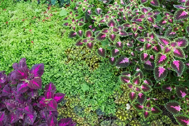 喜阴的室外植物花卉有哪些,喜阴的大型室外植物？
