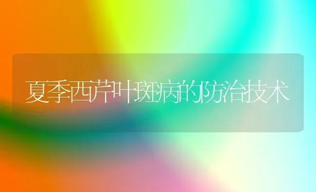 夏季西芹叶斑病的防治技术 | 养殖技术大全