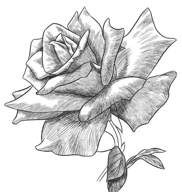 玫瑰花怎么画?,玫瑰花画法步骤图国画？