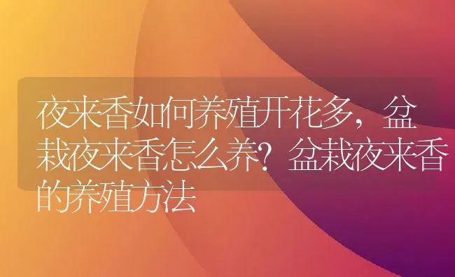 夜来香如何养殖开花多,盆栽夜来香怎么养？盆栽夜来香的养殖方法 | 养殖学堂