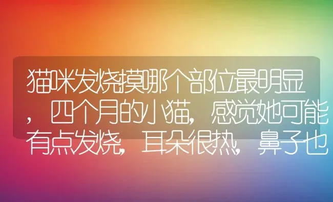 猫咪发烧摸哪个部位最明显,四个月的小猫，感觉她可能有点发烧，耳朵很热，鼻子也干热，但食欲很好，也？ | 养殖学堂