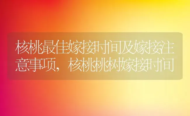 核桃最佳嫁接时间及嫁接注意事项,核桃桃树嫁接时间 | 养殖学堂