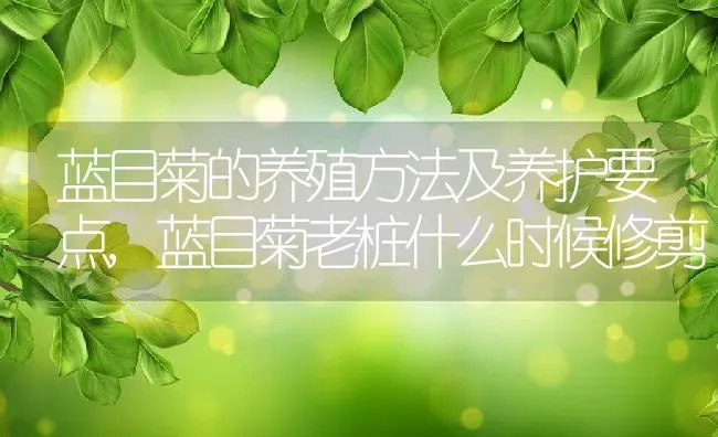 蓝目菊的养殖方法及养护要点,蓝目菊老桩什么时候修剪 | 养殖学堂