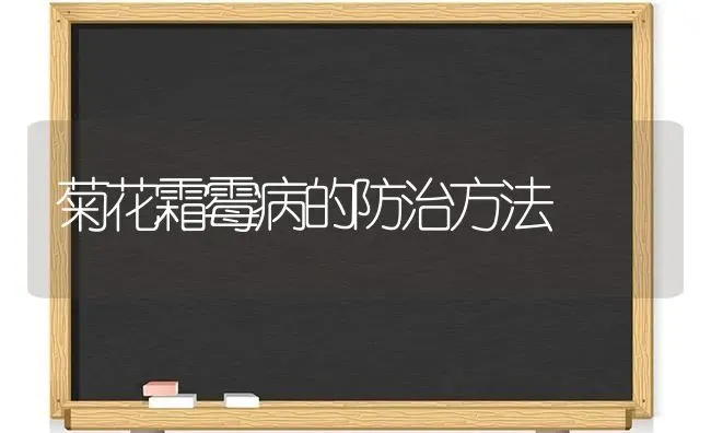 菊花霜霉病的防治方法 | 养殖技术大全