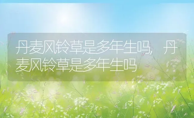 丹麦风铃草是多年生吗,丹麦风铃草是多年生吗 | 养殖科普