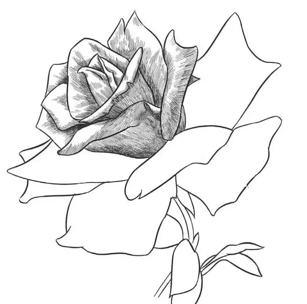 玫瑰花怎么画?,玫瑰花画法步骤图国画？