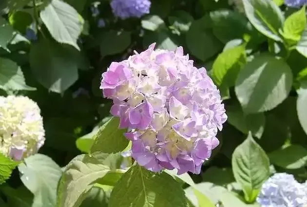 绣球花的风水寓意,绣球花花语与寓意？