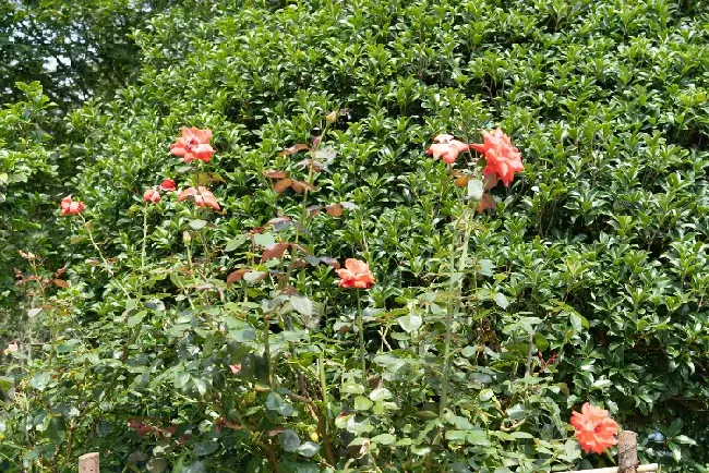 月季过冬怎么剪枝,月季小苗冬季怎么修剪？