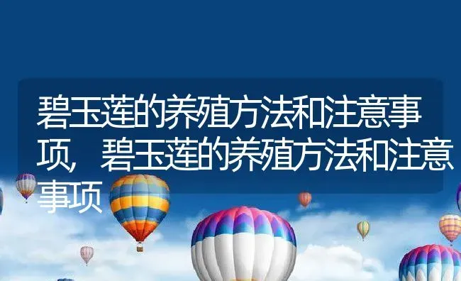 碧玉莲的养殖方法和注意事项,碧玉莲的养殖方法和注意事项 | 养殖科普