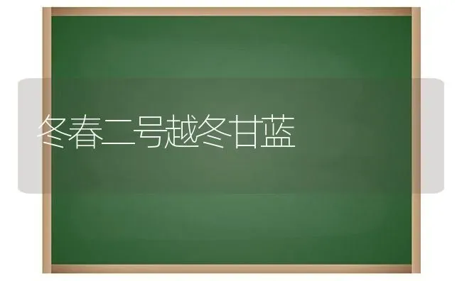 冬春二号越冬甘蓝 | 养殖技术大全