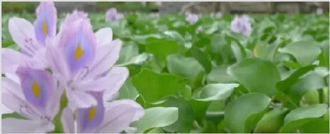 水葫芦的作用 | 常识大全