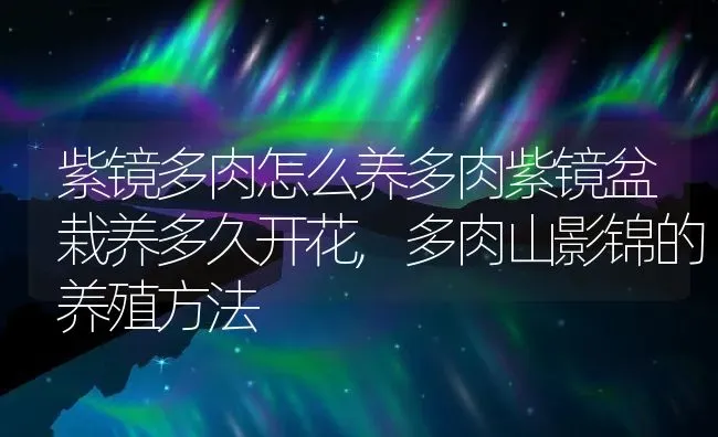 紫镜多肉怎么养多肉紫镜盆栽养多久开花,多肉山影锦的养殖方法 | 养殖学堂