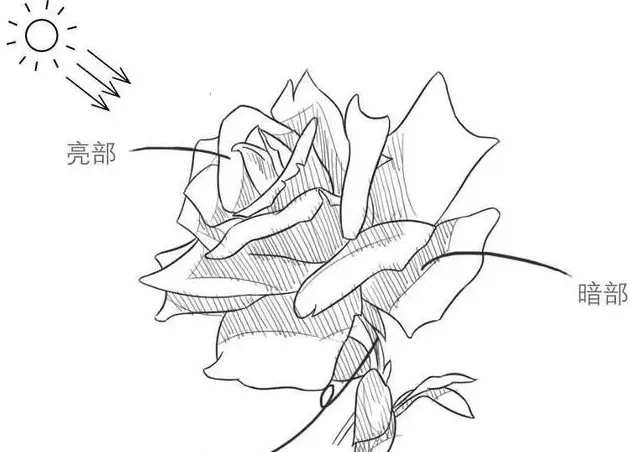 玫瑰花怎么画?,玫瑰花画法步骤图国画？