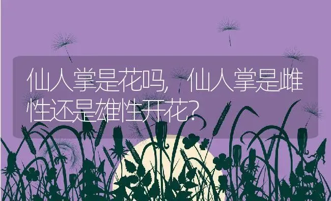 仙人掌是花吗,仙人掌是雌性还是雄性开花？ | 养殖科普