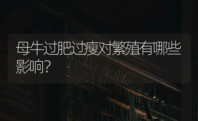 母牛过肥过瘦对繁殖有哪些影响? | 养殖技术大全