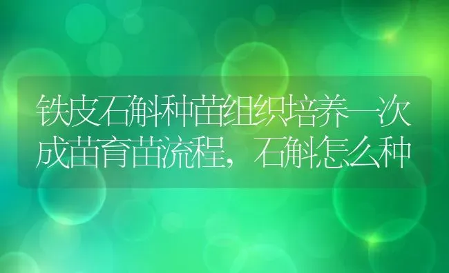 铁皮石斛种苗组织培养一次成苗育苗流程,石斛怎么种 | 养殖学堂