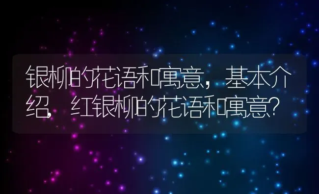 银柳的花语和寓意，基本介绍,红银柳的花语和寓意？ | 养殖科普