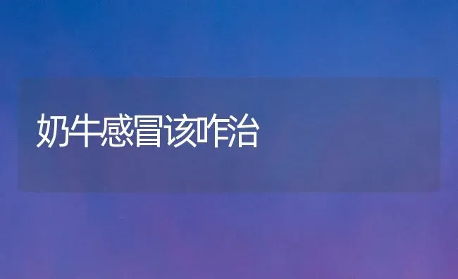 奶牛感冒该咋治 | 养殖知识