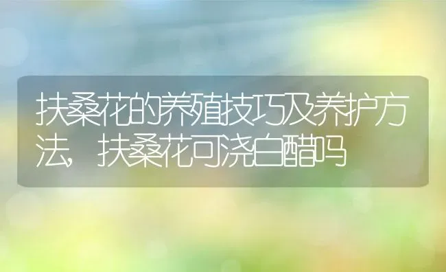 扶桑花的养殖技巧及养护方法,扶桑花可浇白醋吗 | 养殖学堂