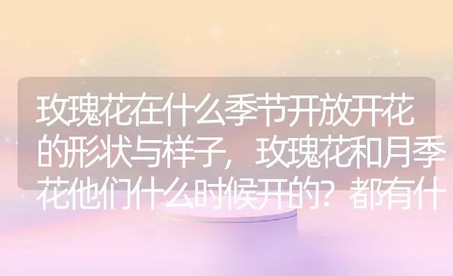 玫瑰花在什么季节开放开花的形状与样子,玫瑰花和月季花他们什么时候开的？都有什么特点？ | 养殖学堂
