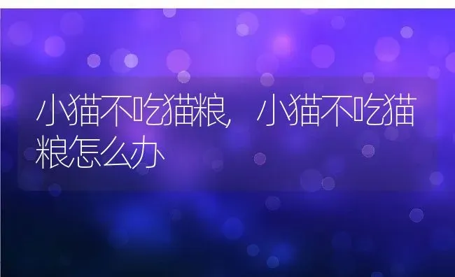 小猫不吃猫粮,小猫不吃猫粮怎么办 | 养殖学堂
