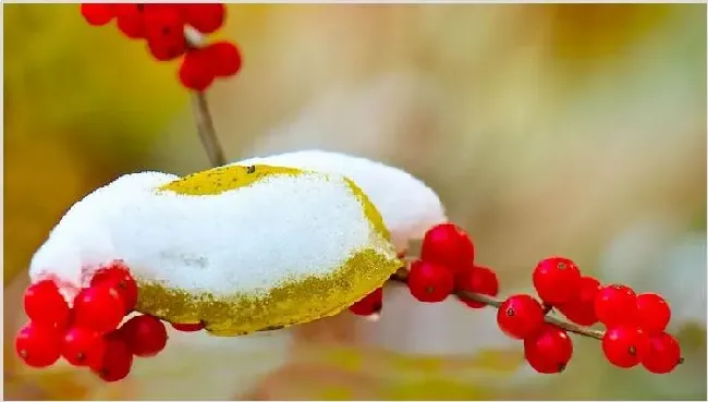 相思豆有毒吗 | 常识大全