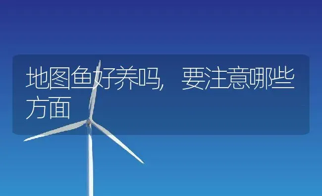 地图鱼好养吗,要注意哪些方面 | 养殖科普