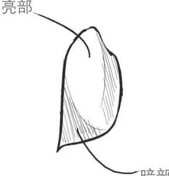 玫瑰花怎么画?,玫瑰花画法步骤图国画？