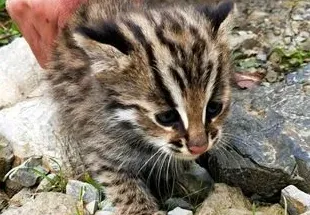 豹猫是国家保护动物吗,豹猫是何时列为国家二级保护动物？