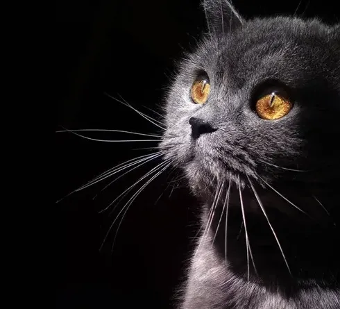 防止猫掉毛最有效的方法,家里养猫以后有很多猫毛，有什么快速收集猫毛或者抑制猫咪掉毛的技巧？