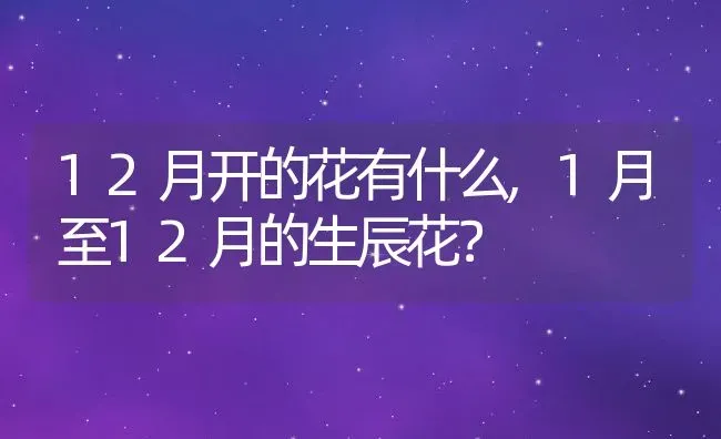 12月开的花有什么,1月至12月的生辰花？ | 养殖科普