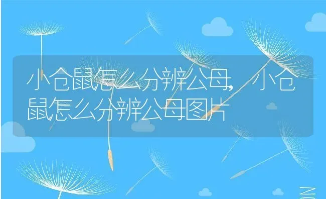小仓鼠怎么分辨公母,小仓鼠怎么分辨公母图片 | 养殖科普
