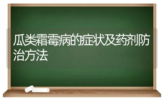 瓜类霜霉病的症状及药剂防治方法 | 养殖知识