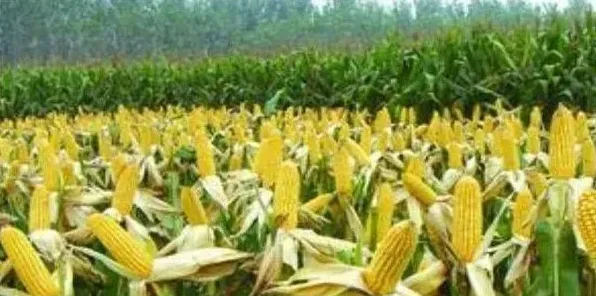 玉米粘虫为何防控效果不佳?正确的防控措施有哪些? | 生活常识