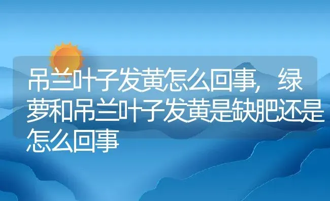 吊兰叶子发黄怎么回事,绿萝和吊兰叶子发黄是缺肥还是怎么回事 | 养殖学堂