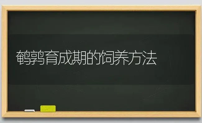 鹌鹑育成期的饲养方法 | 养殖技术大全