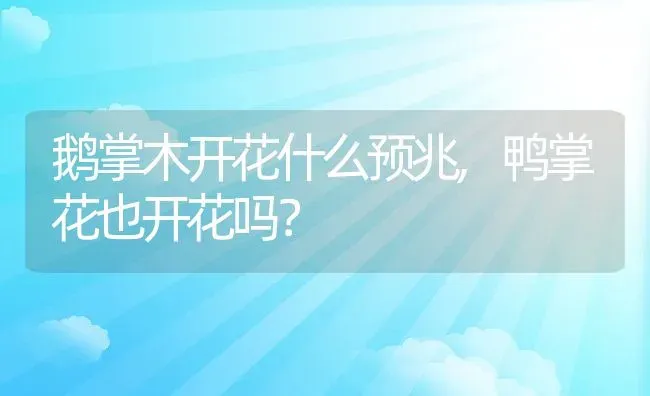 鹅掌木开花什么预兆,鸭掌花也开花吗？ | 养殖科普