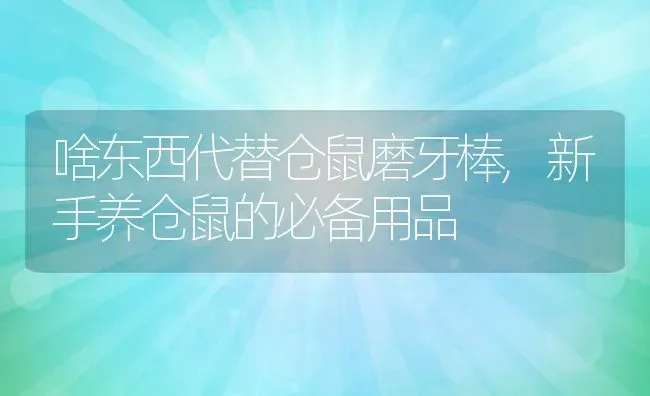 啥东西代替仓鼠磨牙棒,新手养仓鼠的必备用品 | 养殖科普