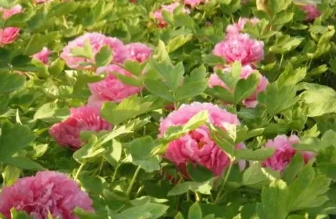 牡丹什么时候开花,花的开花时间是钟表上的时间？