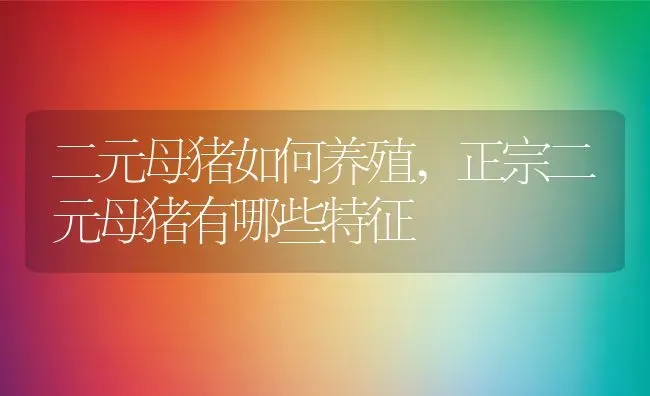 二元母猪如何养殖,正宗二元母猪有哪些特征 | 养殖学堂